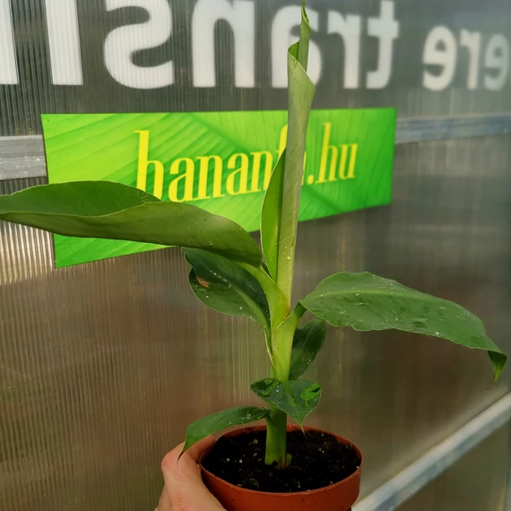 Kanári termő törpebanán