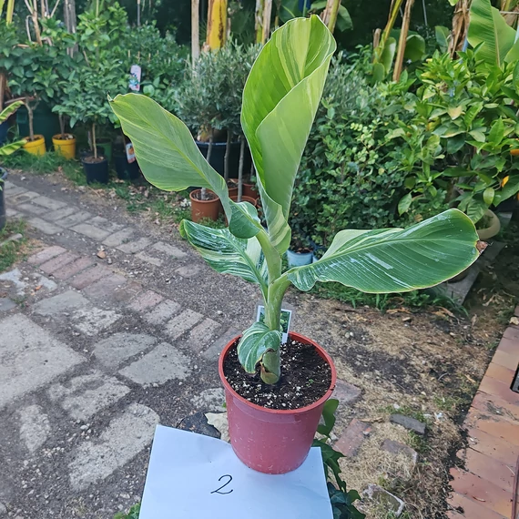 Musa Nam Wah Kom