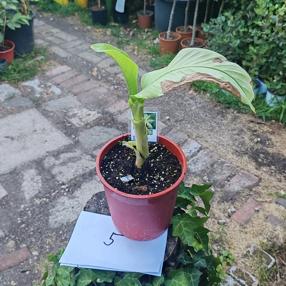 Musa Nam Wah Kom ’White’