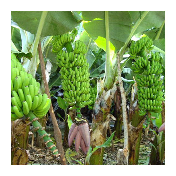 Palmera termő banán