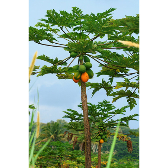 Önbeporzó papaya, Dinnyefa