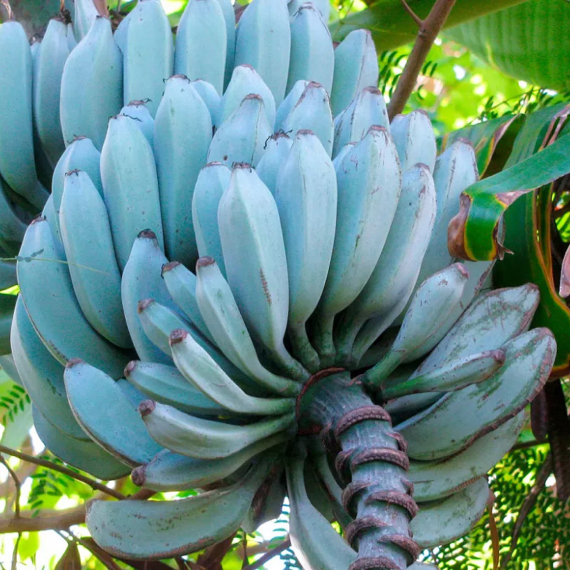 Vaníliafagylalt ízű jávai kék banán