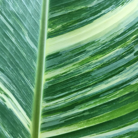 その他観葉植物 Musa Wah Kom Mint Musa Wah Kom Mint