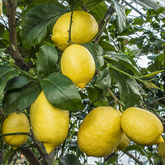 Amalfi citrom