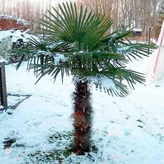 Kínai kenderpálma, fagytűrő legyezőpálma