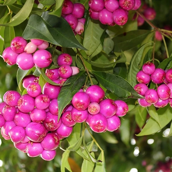 Lilly pilly, illatos szatinash (Syzgium oleosum)