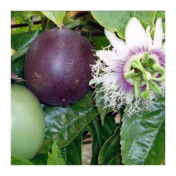 Maracuja