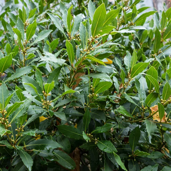 Nemes babér, Valódi babér (Laurus nobilis)