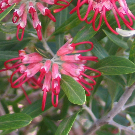 Olajbogyó grevillea (Grevillea olivacea)