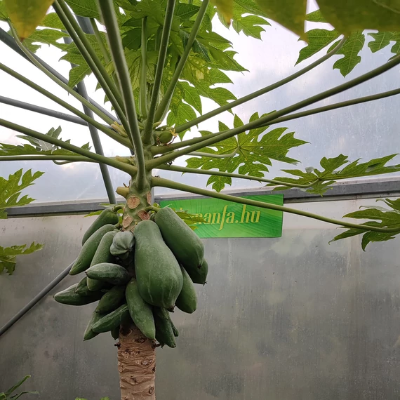 Thaiföldi törpe papaya