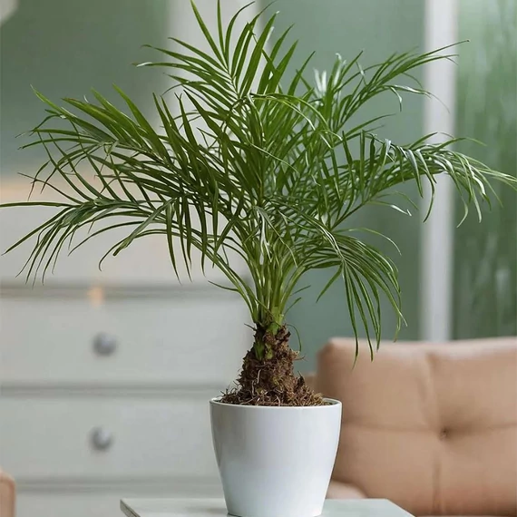 Törpe datolyapálma (Phoenix roebelenii)