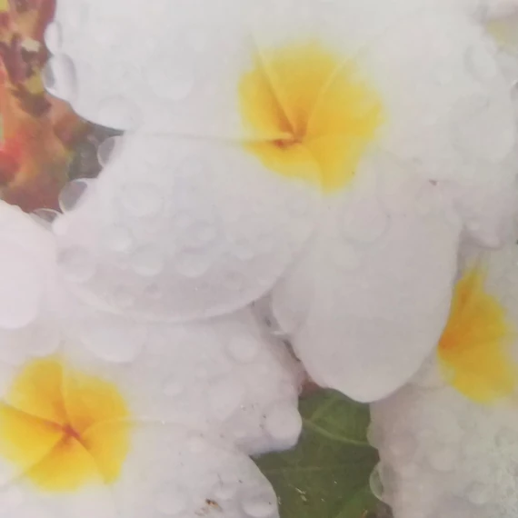 Plumeria rubra 'Blizzard'