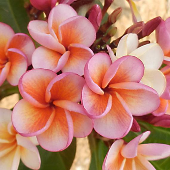 Plumeria rubra ’Poutpourry’