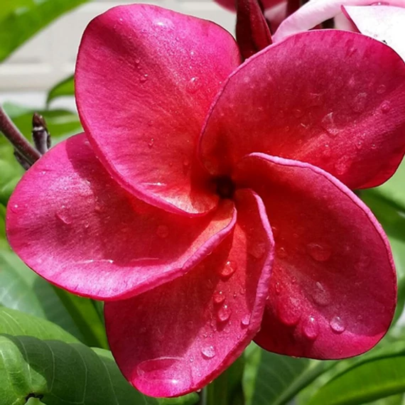 Plumeria rubra 'Super round'