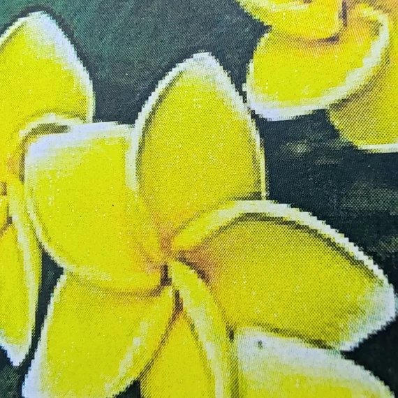 Plumeria rubra ’Yellow sirimongkon’