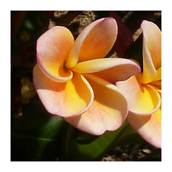 Plumeria rubra ’Chablis’