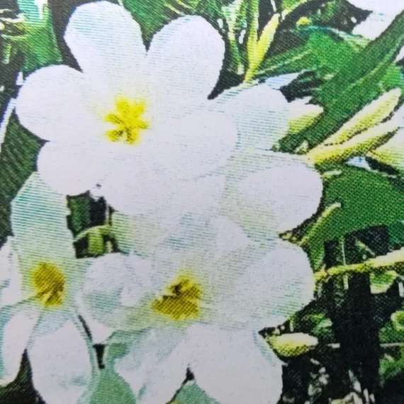Plumeria Obtusa ’Hong Kong’