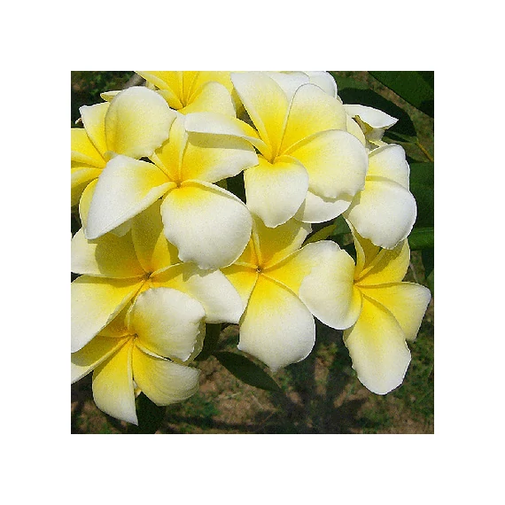 Plumeria rubra 'Angel touch'