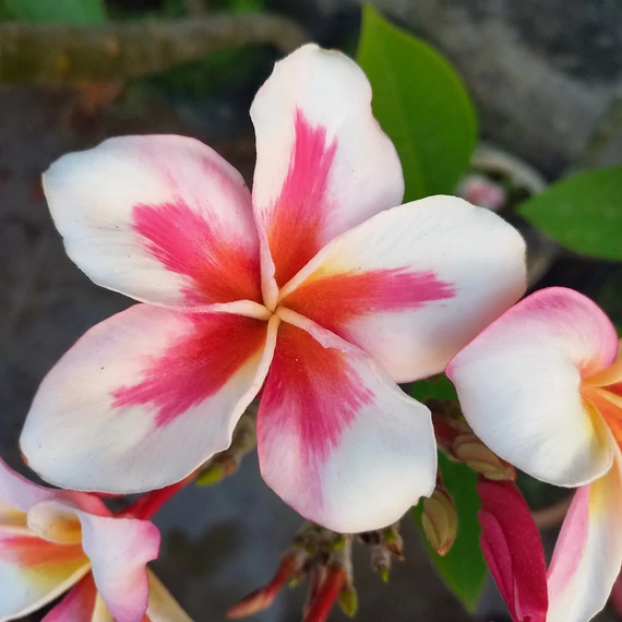 Plumeria rubra ’Artic Star’ aka ’Madame Rainbow’