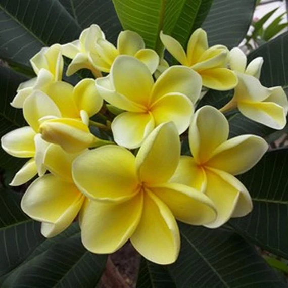 Plumeria rubra ’Australian Yellow’ aka ’Bowen Yellow’