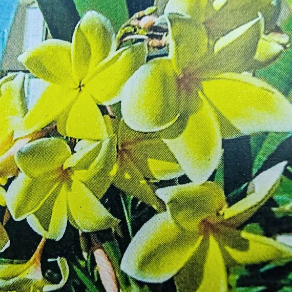 Plumeria rubra ’Aztec Gold’ (USA)