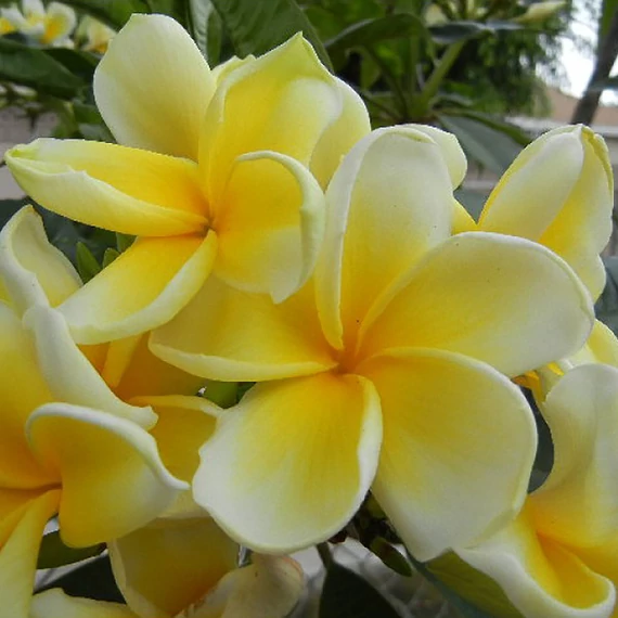 Plumeria rubra ’Bali Palace aka Lueang gadjana’