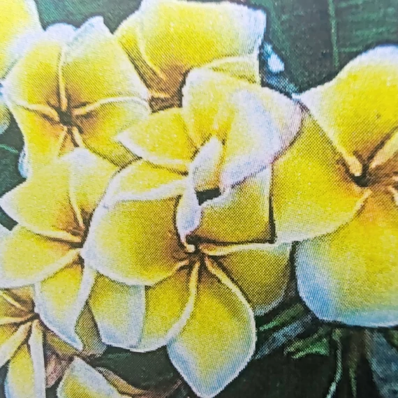 Plumeria rubra ’Banana Cheese’