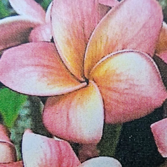 Plumeria rubra ’Bayeaux’