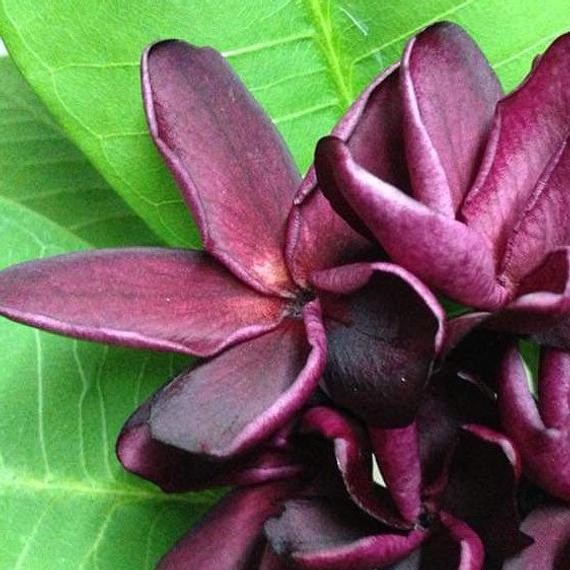 Plumeria rubra 'Black merlot'