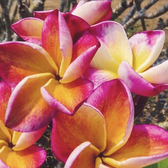 Plumeria rubra ’Captivate’