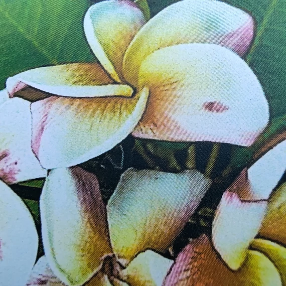 Plumeria rubra ’Charlie Ebdo’