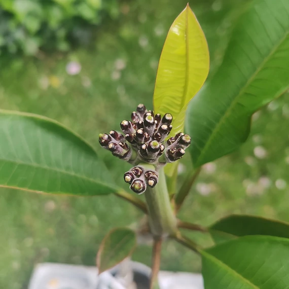 Plumeria rubra ’Charlie Ebdo’