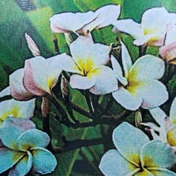 Plumeria rubra ’Chompoo Paan’