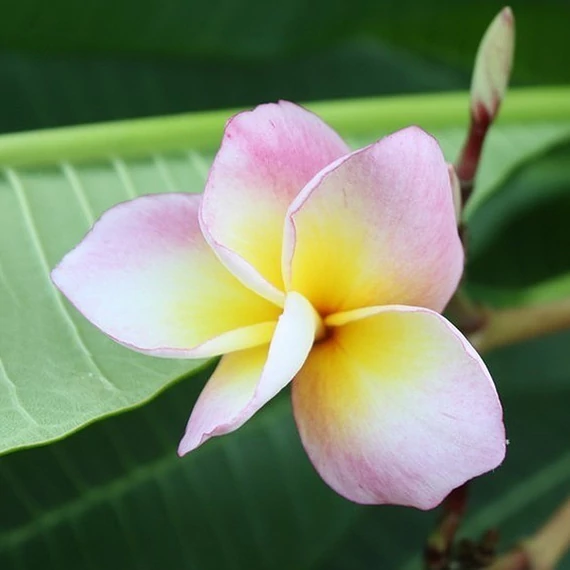 Plumeria rubra ’Chompoo rainbow’