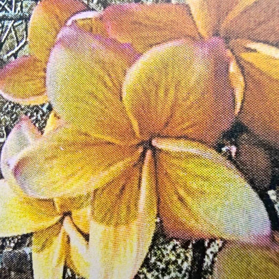Plumeria rubra ’Cote d’or’