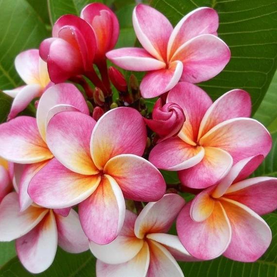 Plumeria rubra 'Divine'