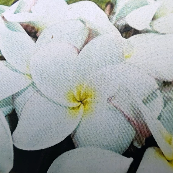 Plumeria rubra ’Eddie Moragne’