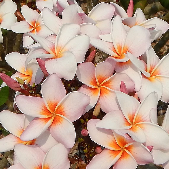 Plumeria rubra 'Halo'