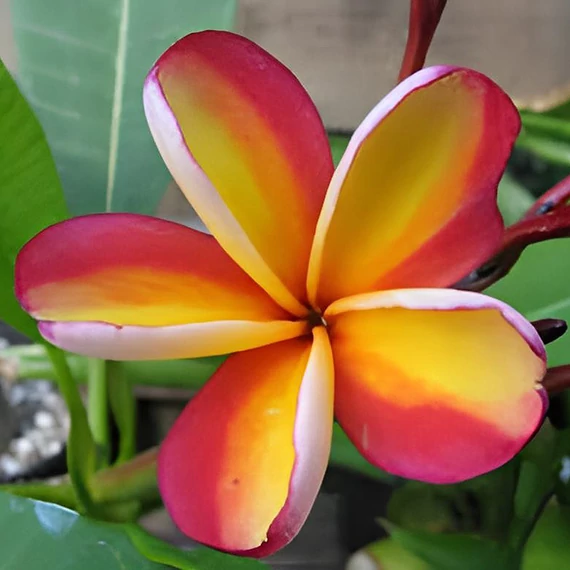 Plumeria rubra ’Intense rainbow’