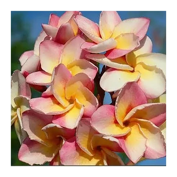 Plumeria rubra ’Kaset sin’
