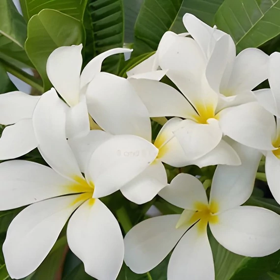 Plumeria rubra ’Khao maprao’