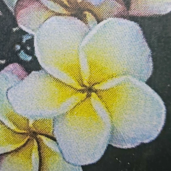 Plumeria rubra ’Khao Yai Rainbow’
