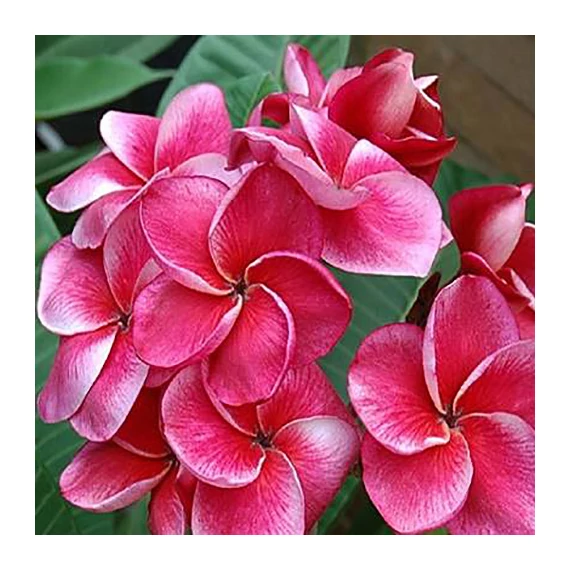 Plumeria rubra ’Kled tabtim’