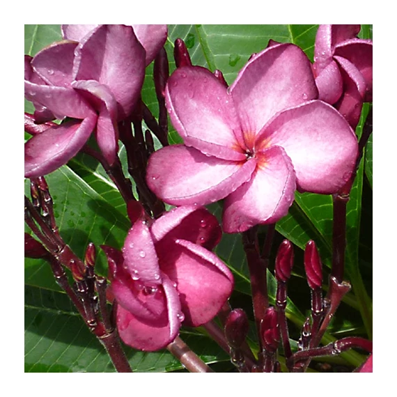 Plumeria rubra 'Lorien'