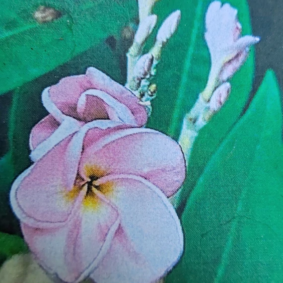 Plumeria rubra ’Lucky Purple’
