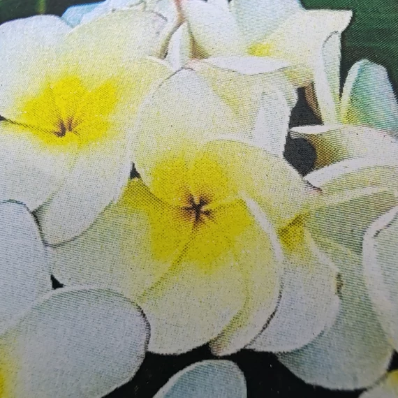 Plumeria rubra ’Lueang ag’