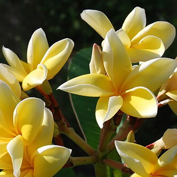 Plumeria rubra ’Lueang Rachine’