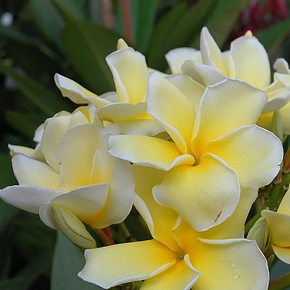 Plumeria rubra ’Lueang Suk De’