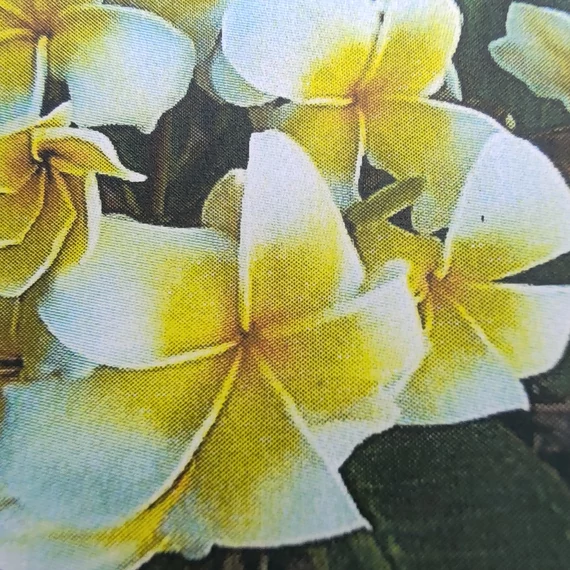 Plumeria rubra ’Lueang Supan’