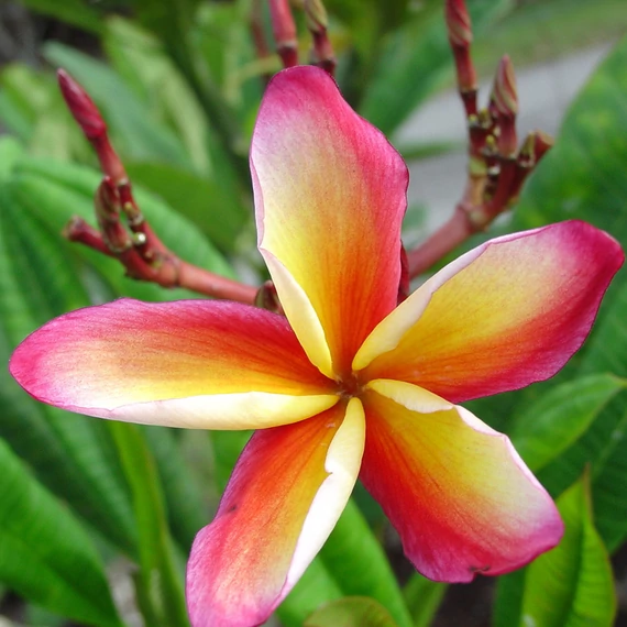 Plumeria rubra ’Lueang Thammasat’
